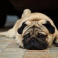 犬の『気分が悪いサ…