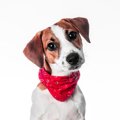 犬に警戒心を抱かせ…