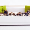 愛犬の年齢を人間に…