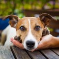 犬が手のひらにアゴ…