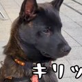 生後５ヶ月の日本犬→…