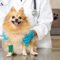 小型犬に多いケガ『…