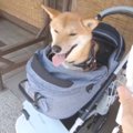 柴犬のワンちゃんが…