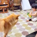 犬が『赤ちゃんに構…