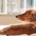 犬の『ナルコレプシ…