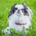 狆（チン）の性格や…