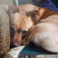 犬が普段よりもおと…
