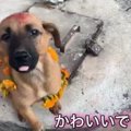 【犬の国ネパール】…