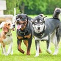 犬は飼い主がそばに…