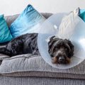 犬の去勢手術にデメ…