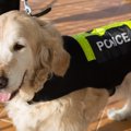 警察犬になった犬種7つ
