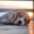 犬の『疲れたサイン…