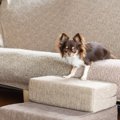 犬が骨折してしまう…