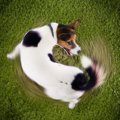 犬がみせる『マヌケ…