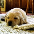 犬の下痢はいつまで…