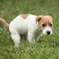 犬のお腹がゆるいと…