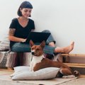 犬が人を『守ってい…