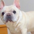 犬が『ちょっと来て…
