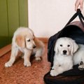 災害時にあると助か…