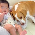 犬が『赤ちゃんを愛…