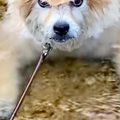 モフモフの犬が川で…