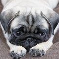 犬はペットホテルや…