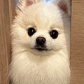ドアの前で"通…