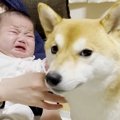 愛犬に『赤ちゃんを…