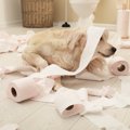 犬がウンチの前後に…