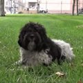 不愛想だった犬がレ…