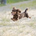 足が短い犬種3選！特…