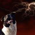 犬が雷に怯えている…