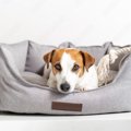 犬が『新しいベッド…