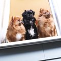 犬の留守番における…
