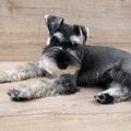 ドイツ原産の犬種６選