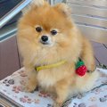 犬と一緒に『行きつ…