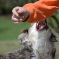 犬が咬んだ状況から…