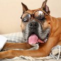 犬のことわざ、知っ…