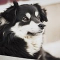 犬の眉毛の動きで分…