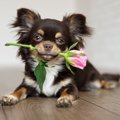 犬が中毒を起こした…