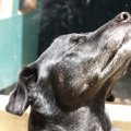 【恐るべし犬の嗅覚…