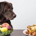 犬は「味オンチ」っ…
