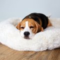 犬が『眠い』ときに…