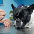 犬に鍼灸治療をする…
