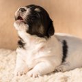 犬が夜泣きをして困…