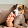 犬が足を舐めてくる…