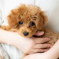 小型犬が注意すべき…