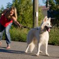 犬がリードを引っ張…