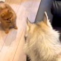 小さな犬がソファの…