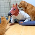 犬と猫は『部屋に馬…